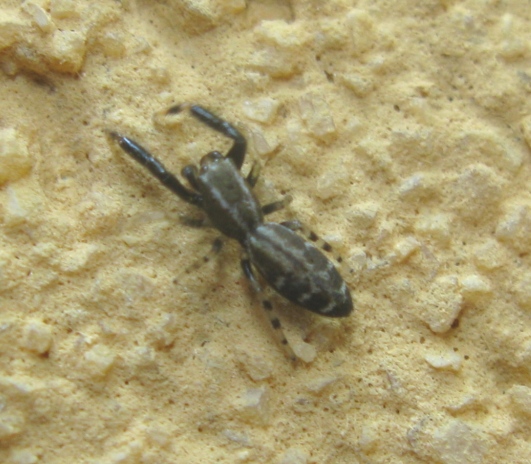 Marpissa nivoyi - Acquapendente (VT)