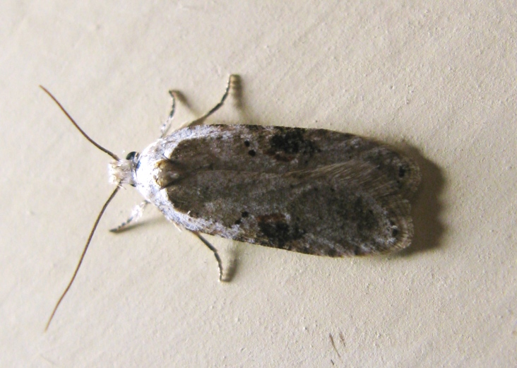 Elachistidae - Agonopterix alstromeriana ?