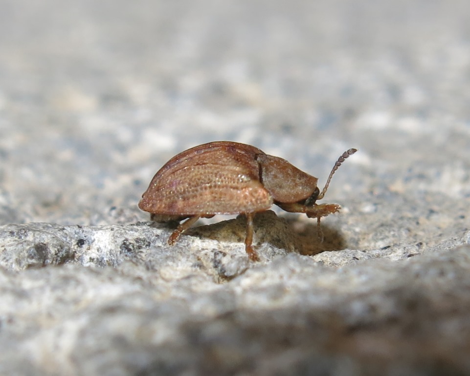 Hypocassida subferruginea, Chrysomelidae