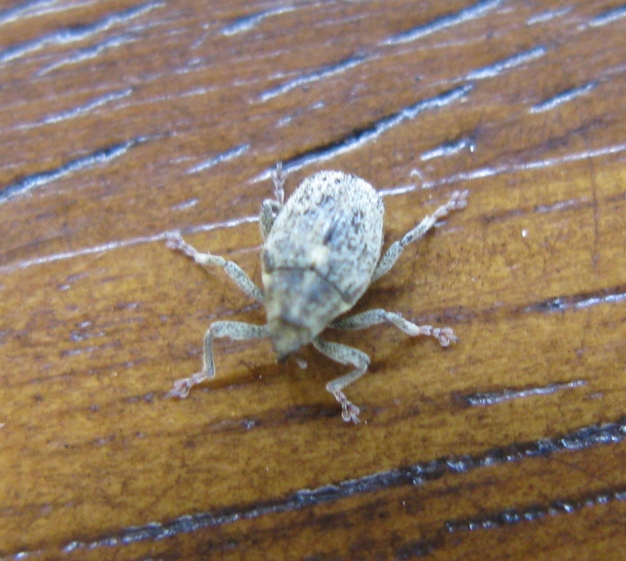 Curculionidae da determinare - Ceutorhynchus pallidactylus