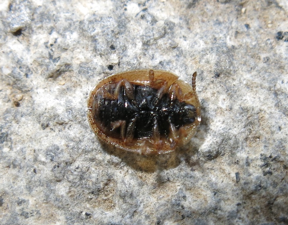 Hypocassida subferruginea, Chrysomelidae