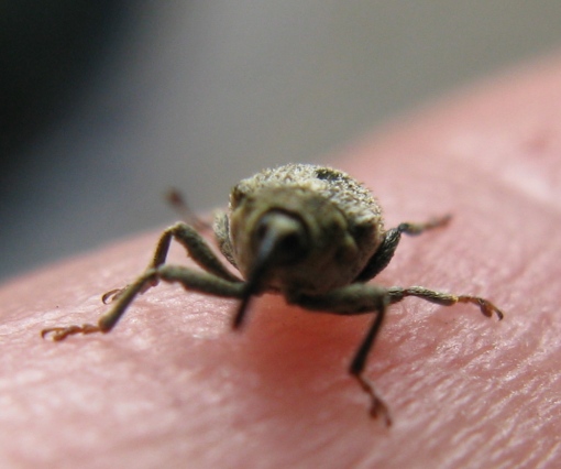Curculionidae da determinare - Ceutorhynchus pallidactylus