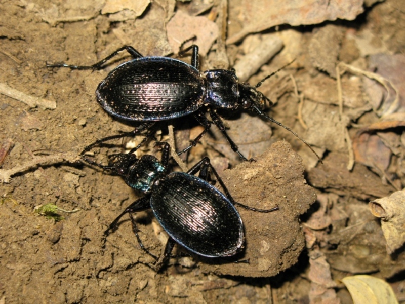 Carabus lefebvrei bayardi