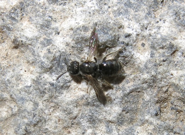 Apidae: cfr. Ceratina sp.