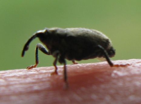 Curculionidae da determinare - Ceutorhynchus pallidactylus