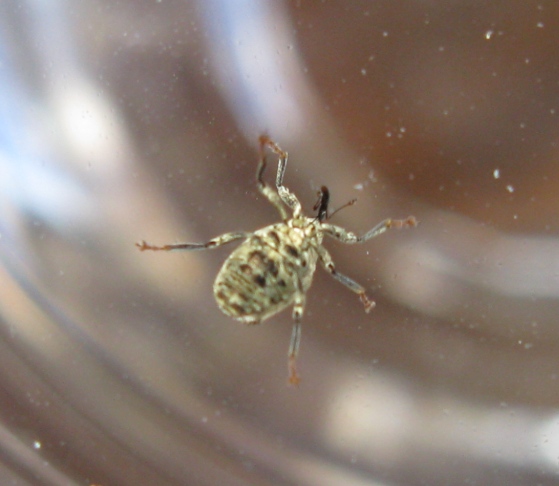Curculionidae da determinare - Ceutorhynchus pallidactylus
