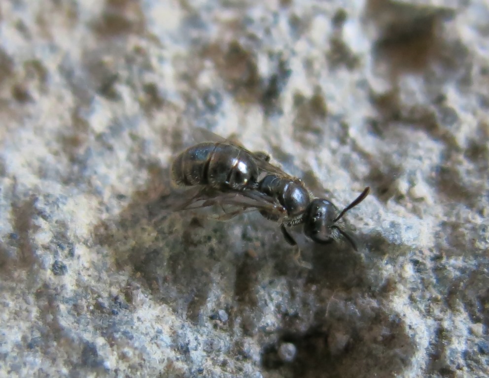 Apidae: cfr. Ceratina sp.