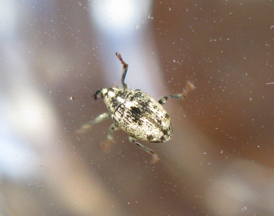 Curculionidae da determinare - Ceutorhynchus pallidactylus