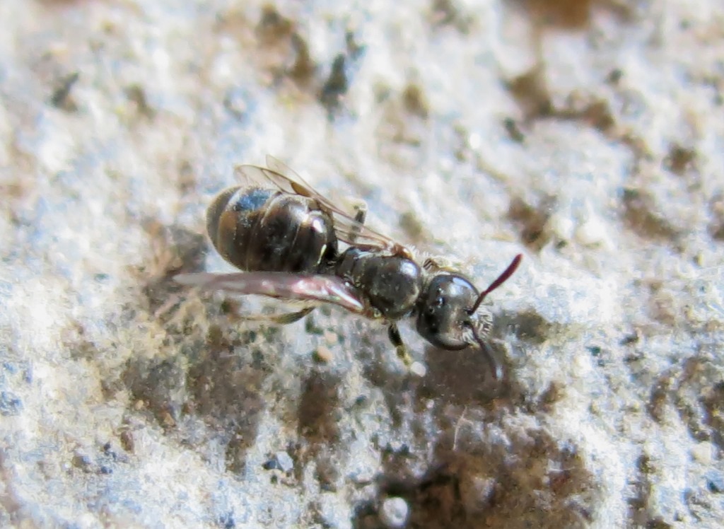 Apidae: cfr. Ceratina sp.