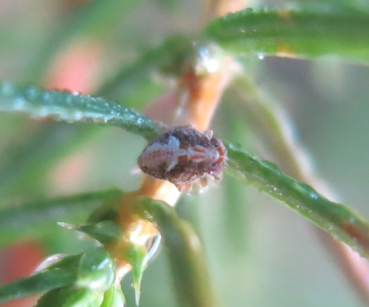 Issidae larva da determinare?
