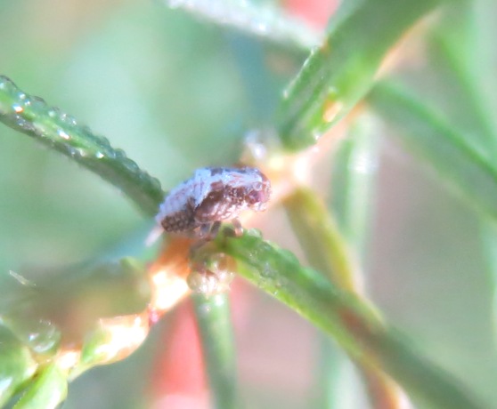 Issidae larva da determinare?