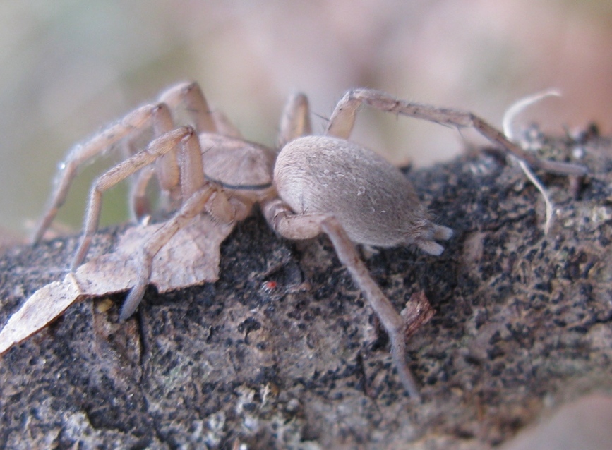 Drassodes sp. - Acquapendente (VT)