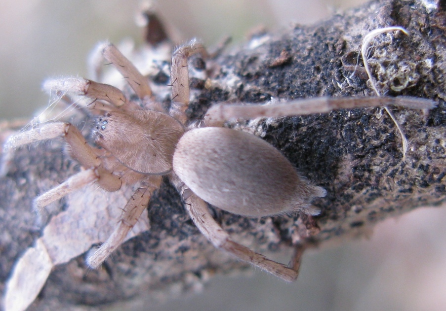 Drassodes sp. - Acquapendente (VT)