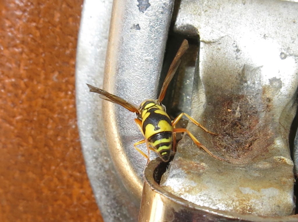 Eumenes dubius, Vespidae Eumeninae