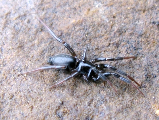 Drassyllus sp. - Acquapendente (VT)