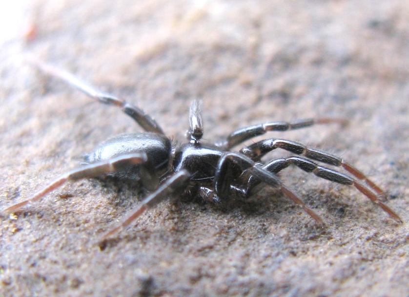Drassyllus sp. - Acquapendente (VT)