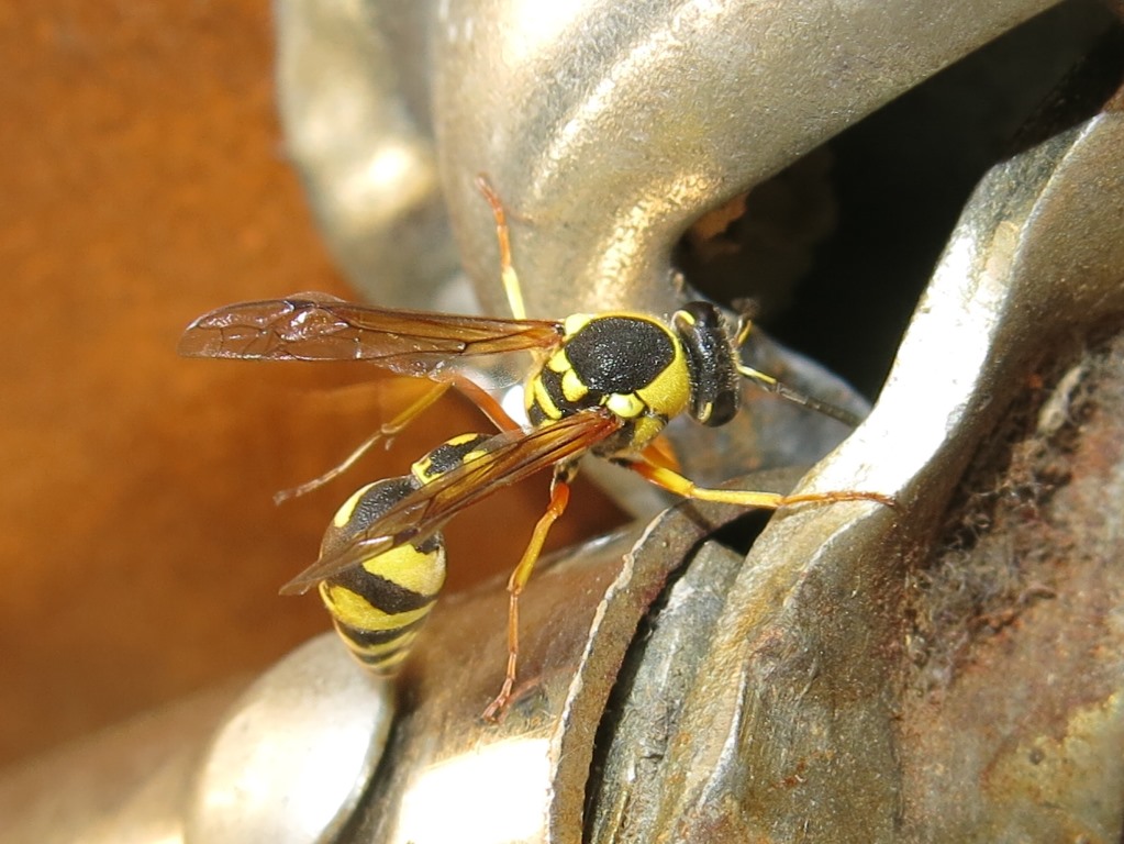 Eumenes dubius, Vespidae Eumeninae