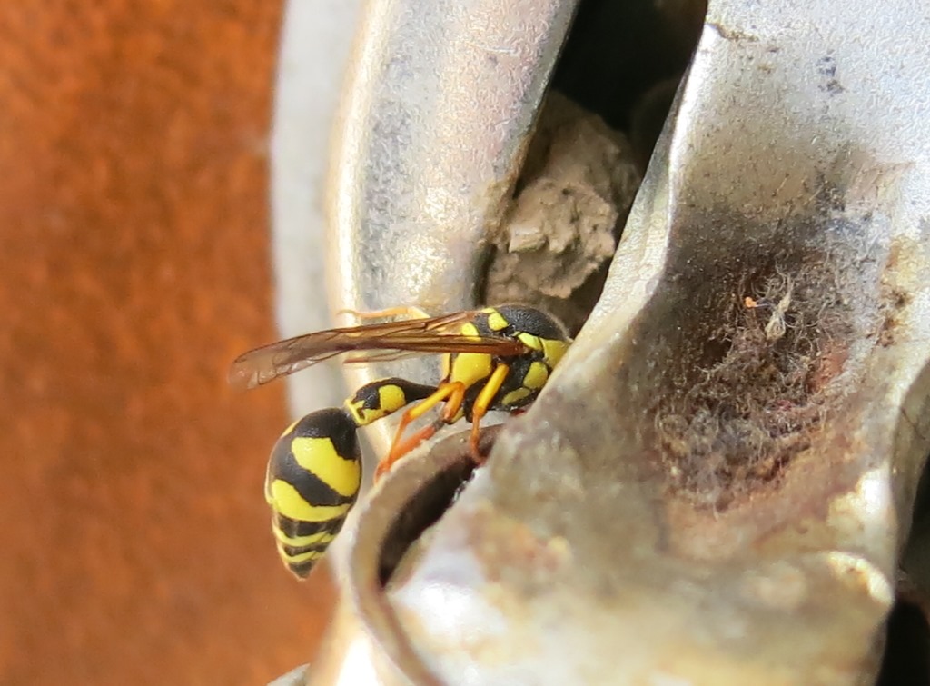 Eumenes dubius, Vespidae Eumeninae