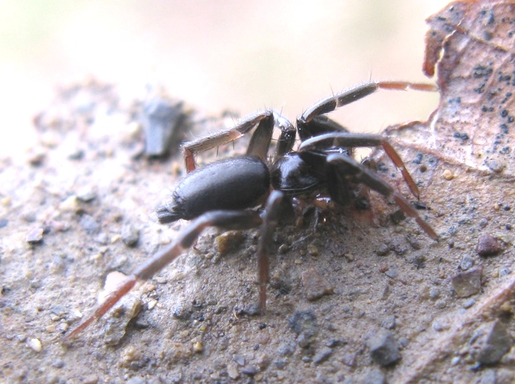 Drassyllus sp. - Acquapendente (VT)