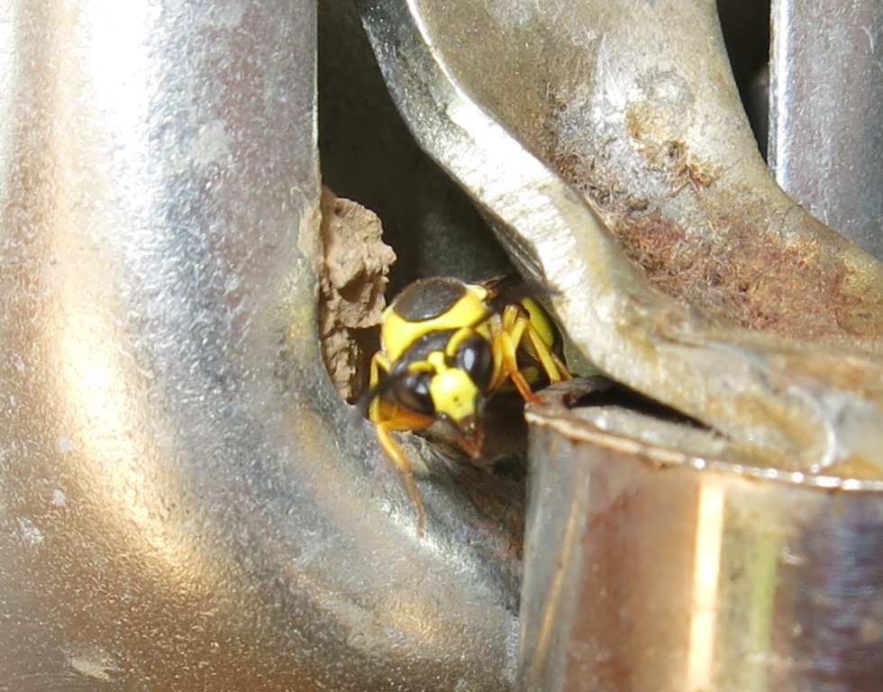 Eumenes dubius, Vespidae Eumeninae