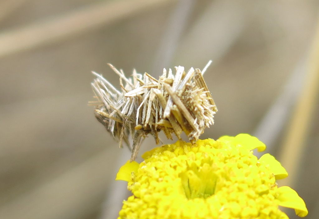 bruco di Psychidae da determinare?