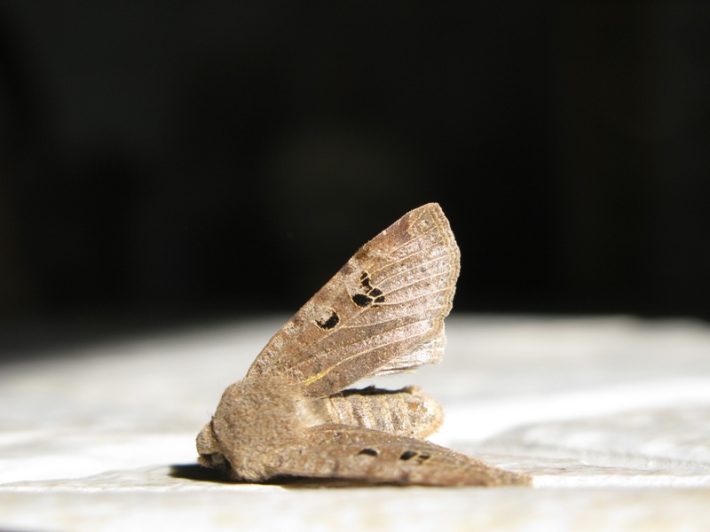 Noctuidae dadeterminare 15!