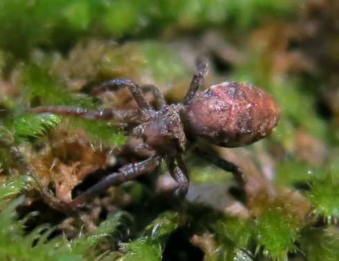 Hyptiotes sp. - Acquapendente (VT)