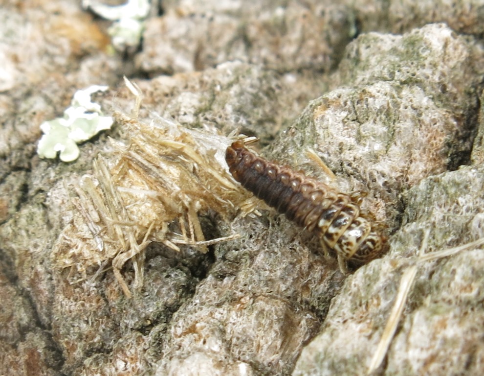 bruco di Psychidae da determinare?