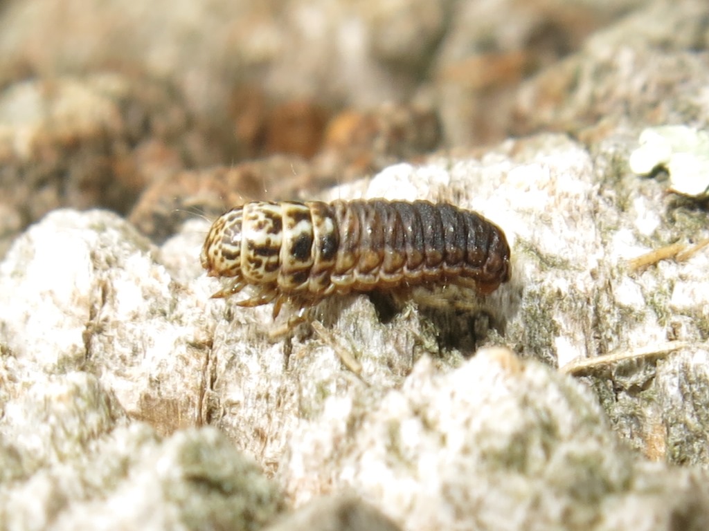 bruco di Psychidae da determinare?
