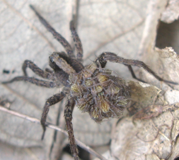 Pardosa lugubris s. l. - Acquapendente (VT)