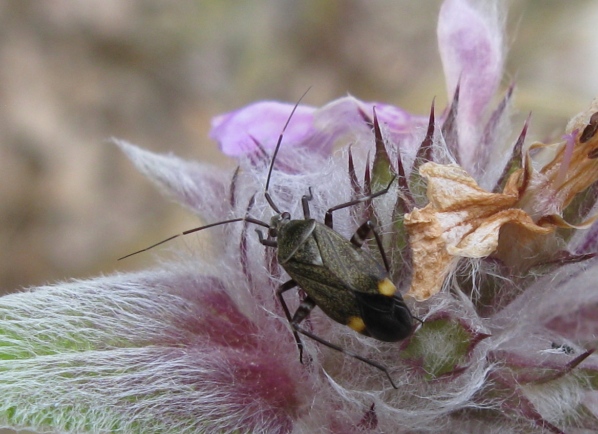 Miridae: Closterotomus cinctipes del Lazio (VT)