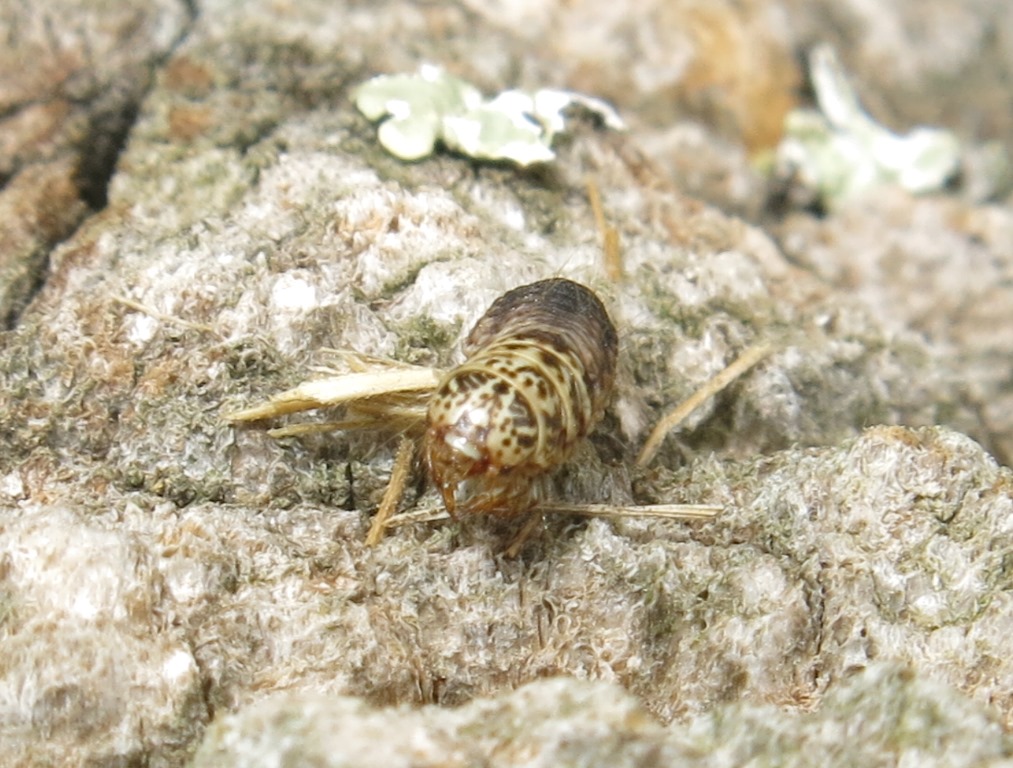 bruco di Psychidae da determinare?