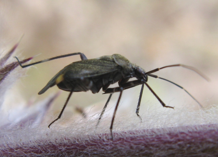Miridae: Closterotomus cinctipes del Lazio (VT)