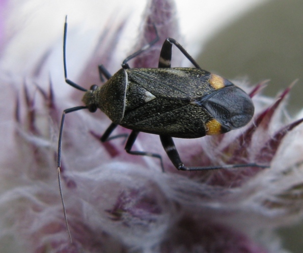 Miridae: Closterotomus cinctipes del Lazio (VT)