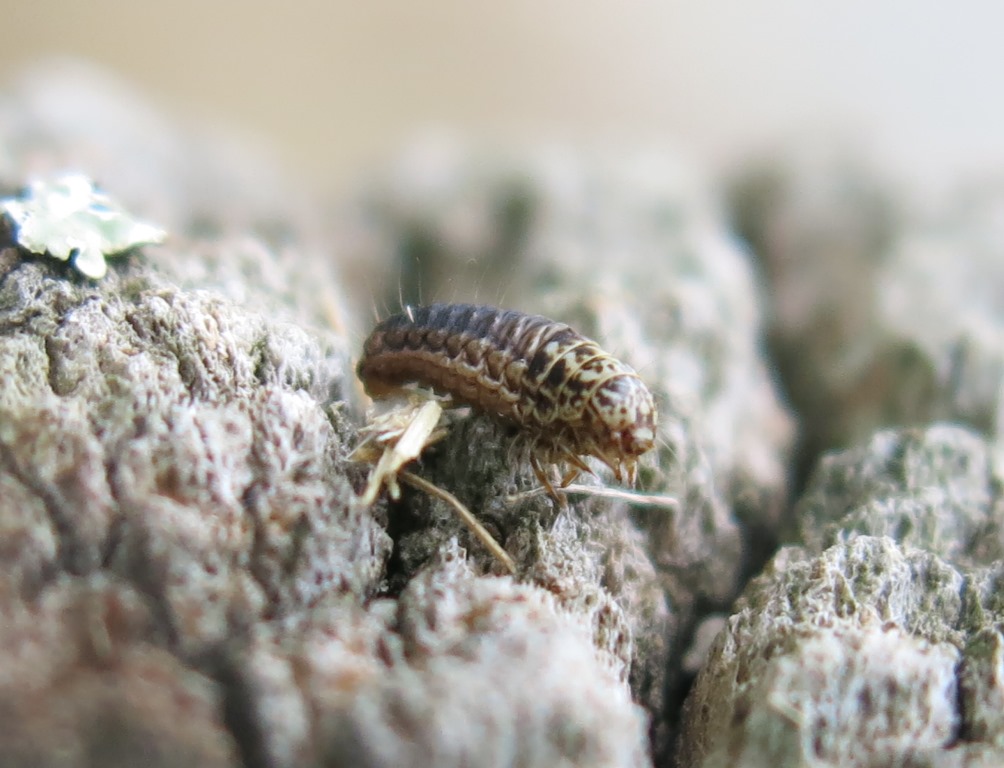 bruco di Psychidae da determinare?