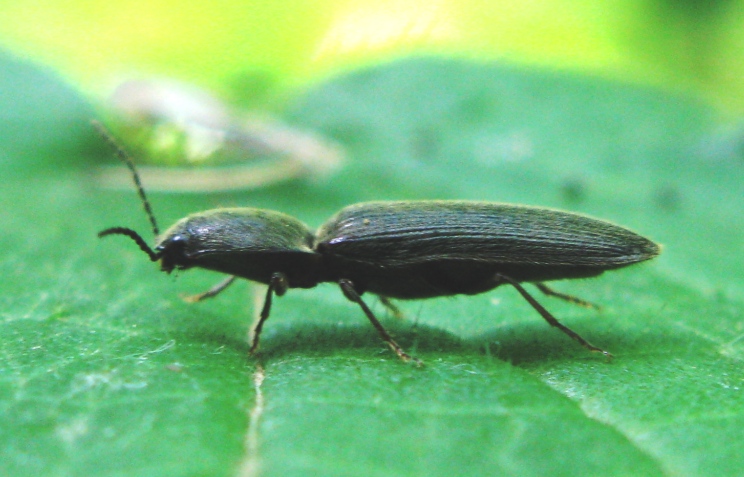 Elateridae da determinare 2 ? - Athous haemorroidalis