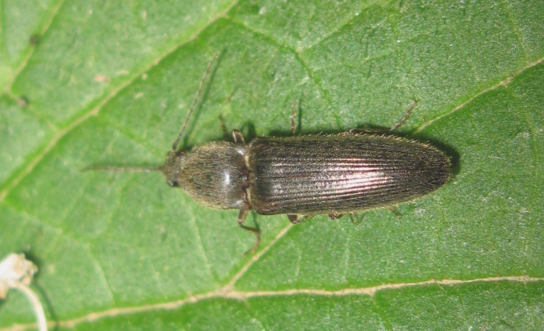 Elateridae da determinare 2 ? - Athous haemorroidalis