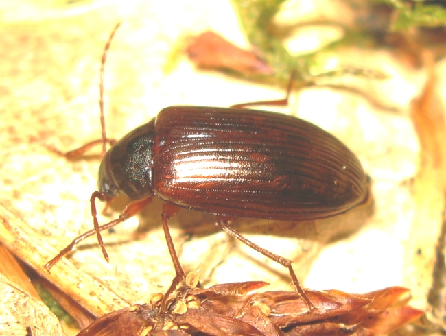 Coleottero brunito: Gonodera luperus