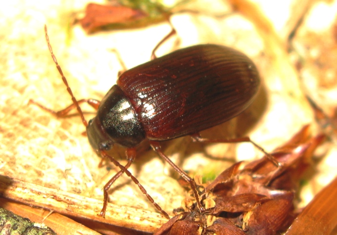 Coleottero brunito: Gonodera luperus