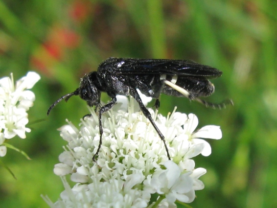 Tenthredo bifasciata