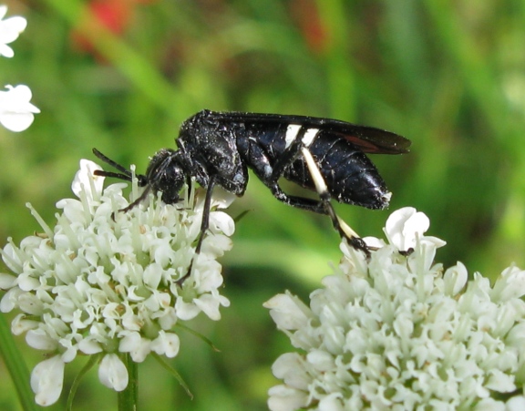 Tenthredo bifasciata