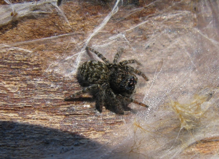 Philaeus chrysops - Acquapendente (VT)