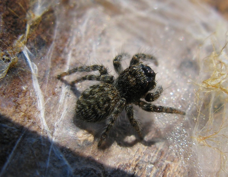 Philaeus chrysops - Acquapendente (VT)