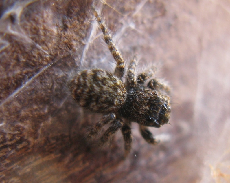 Philaeus chrysops - Acquapendente (VT)
