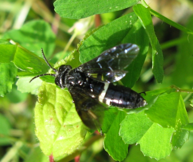 Tenthredo bifasciata