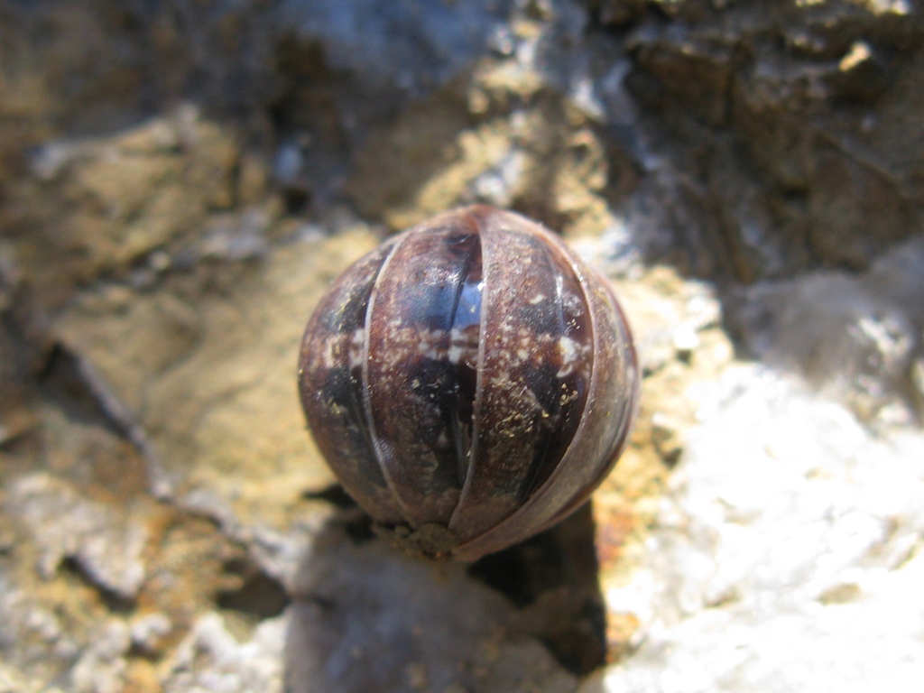 Isopode da identificare? 4