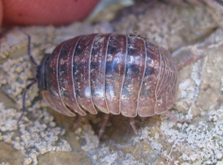 Isopode da identificare? 4