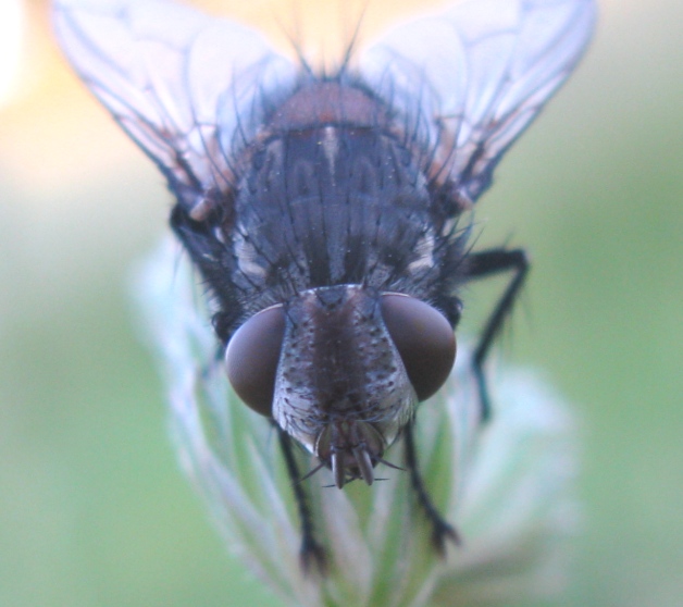 Calliphoridae da determinare 1 ?