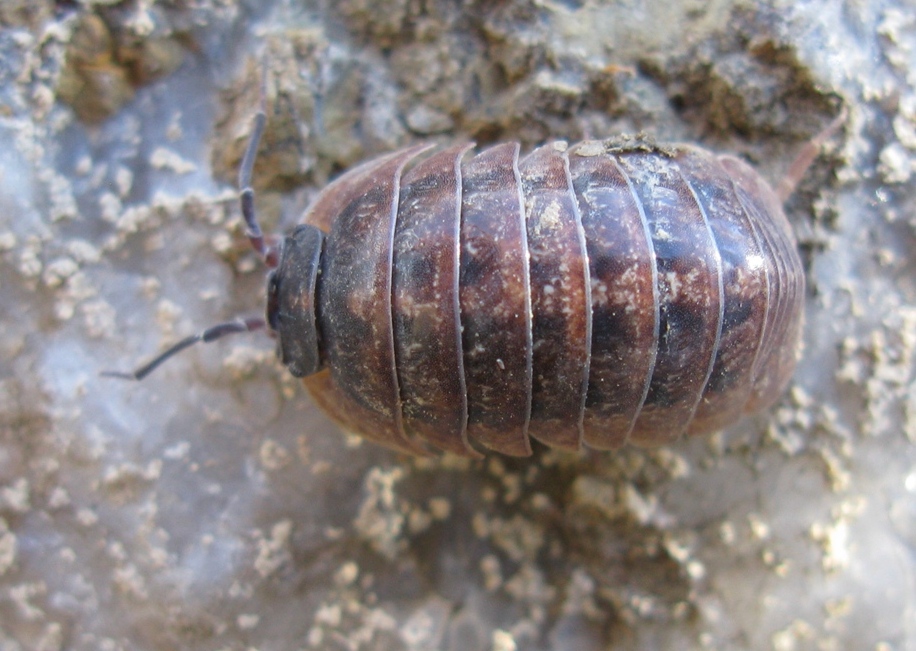 Isopode da identificare? 4