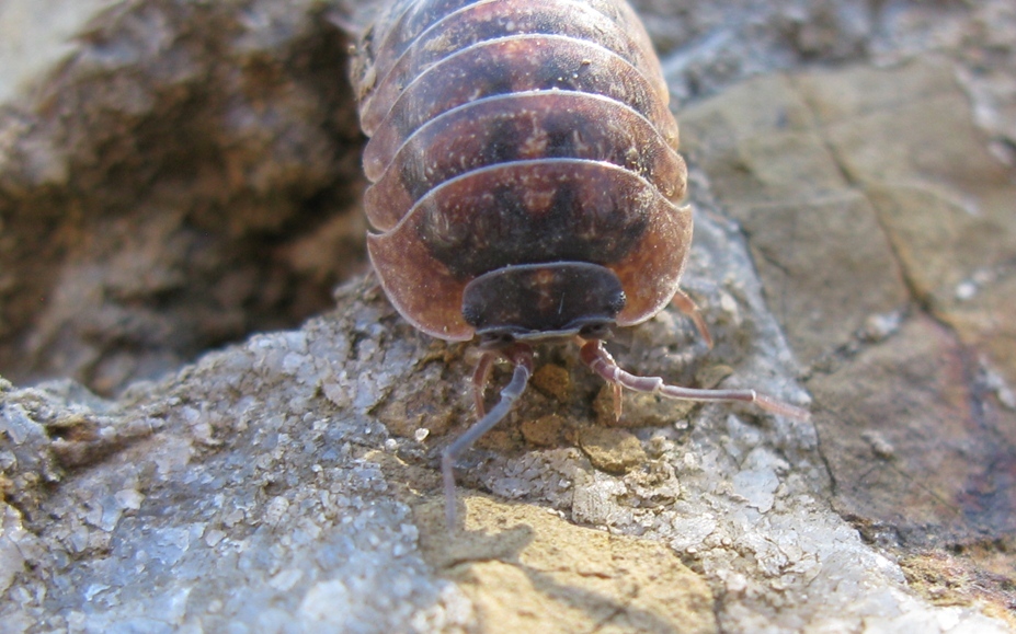 Isopode da identificare? 4